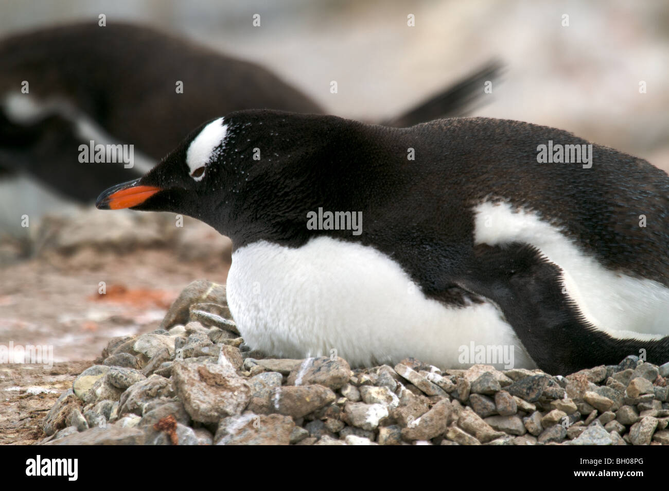 Gentoo Pinguine am Nest, Petermann Island, Weinkie Island, AntarcticaDorian Bay, Damoy Punkt. Stockfoto