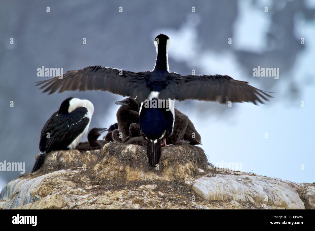 Rock vögelt am Nest, Petermann Island, Antarktis (Phalacrocorax Magellanicus). Stockfoto