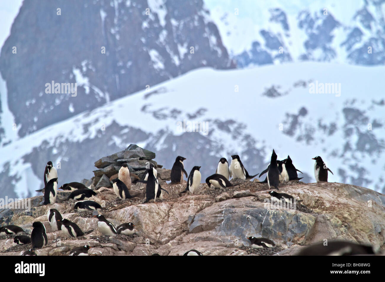 Gentoo Pinguine am Nest, Petermann Island, Antarktis Stockfoto