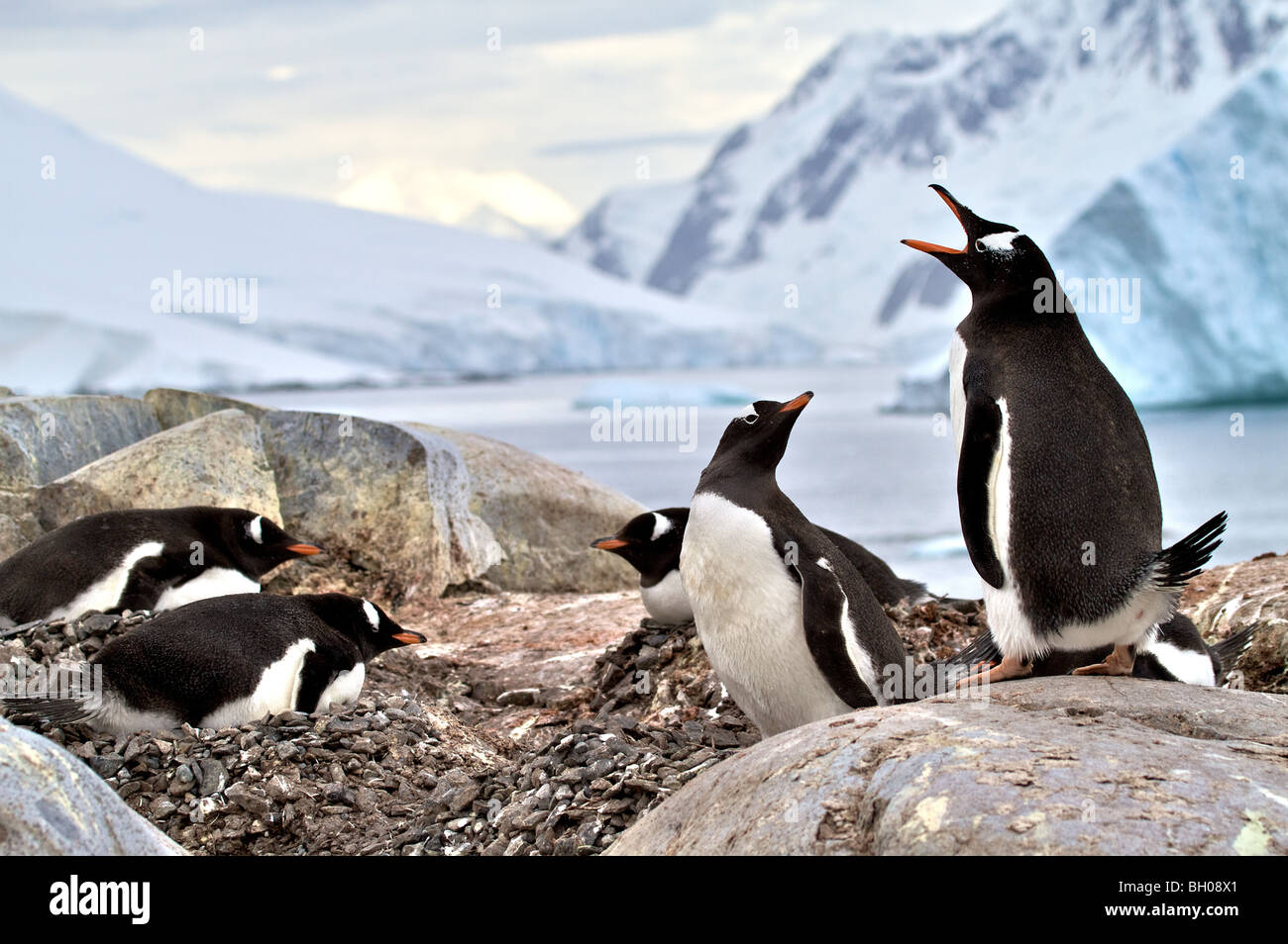 Gentoo Pinguine am Nest, Petermann Island, Antarktis Stockfoto