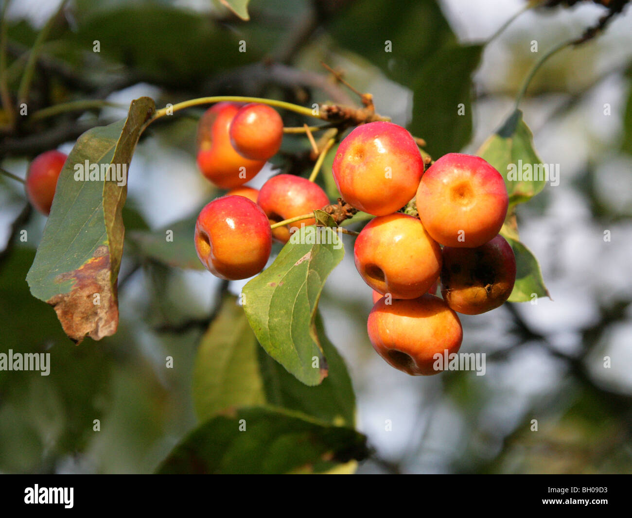 Sibirischer Holzapfel, Malus Baccata, Rosengewächse, Ost-Asien, Nord-Zentral-China. Essbare rote und gelbe Früchte. Stockfoto