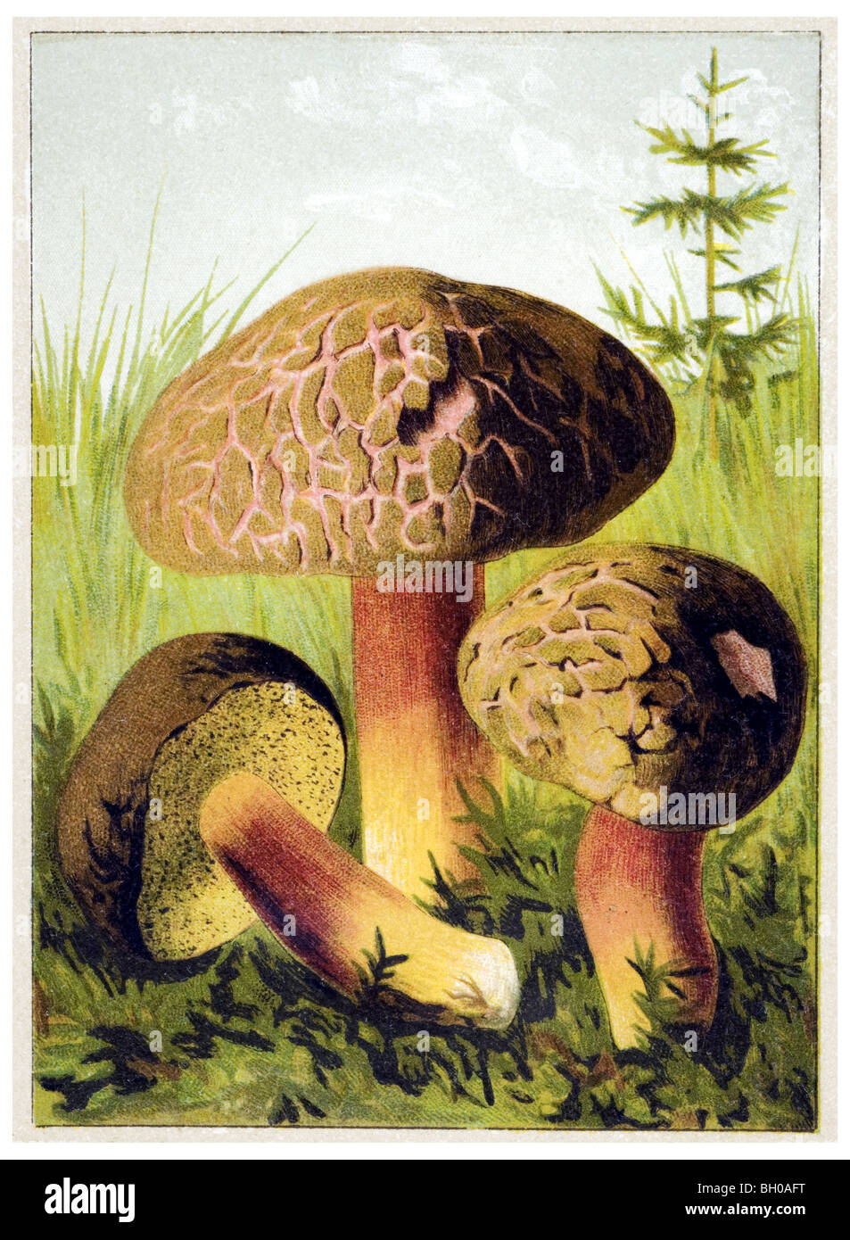 Wildleder Bolete, langweilige Brown Bolete oder gelb geknackt Bolete Pilz Pilz Stockfoto