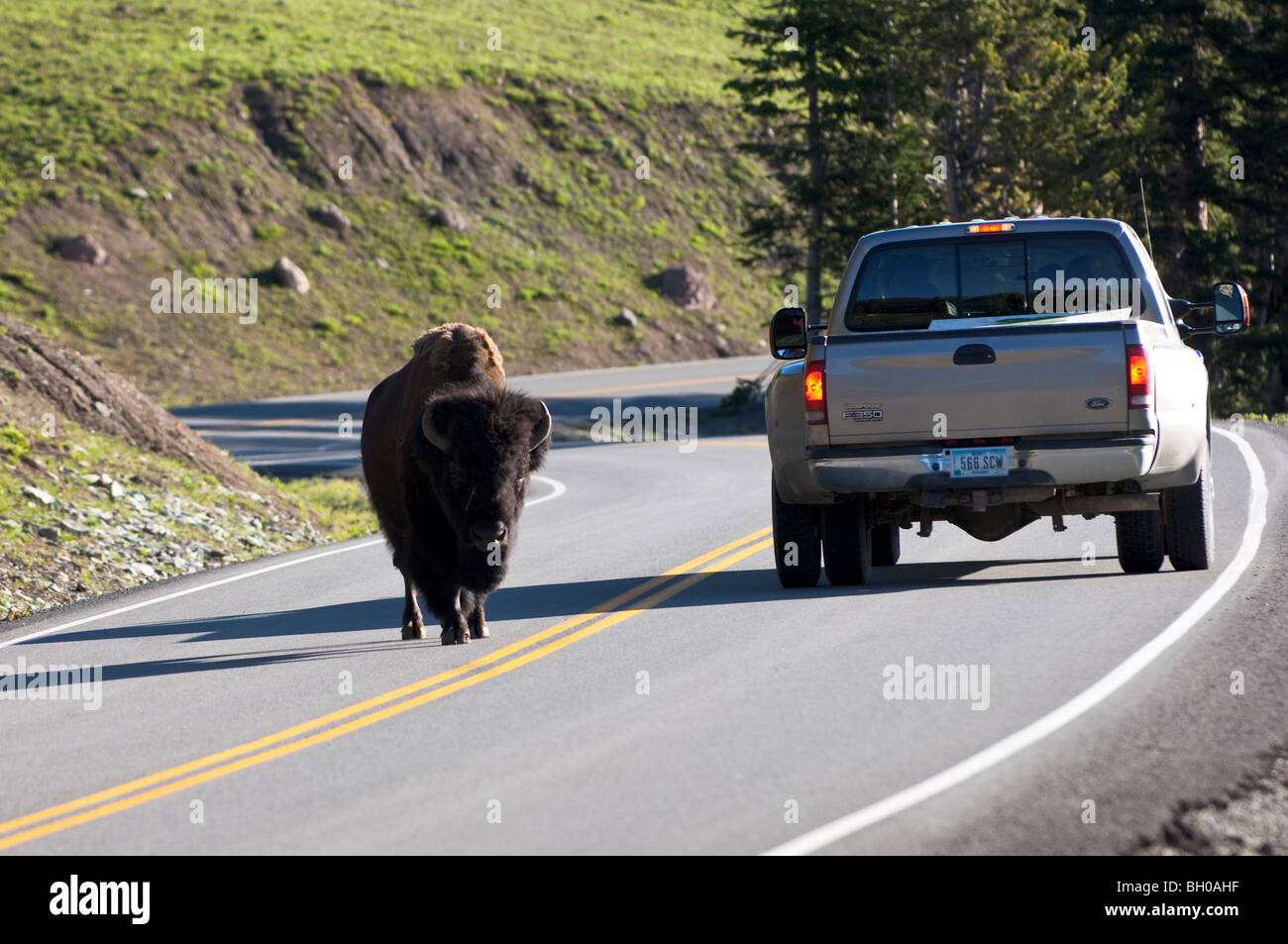 Bison auf der Straße im Yellowstone National Park. Stockfoto