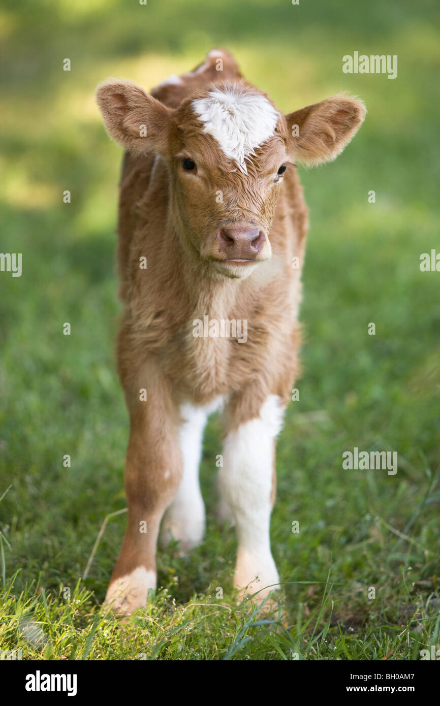 junge Kuh - Bos Primigenius Taurus Stockfoto