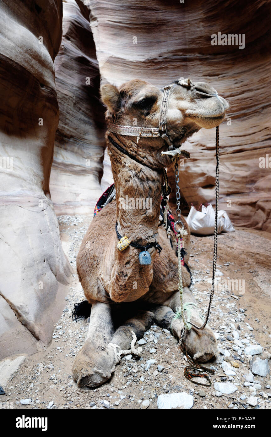 Ein junges Kamel ruht in Sandstein-Schlucht im Süden Jordaniens Stockfoto
