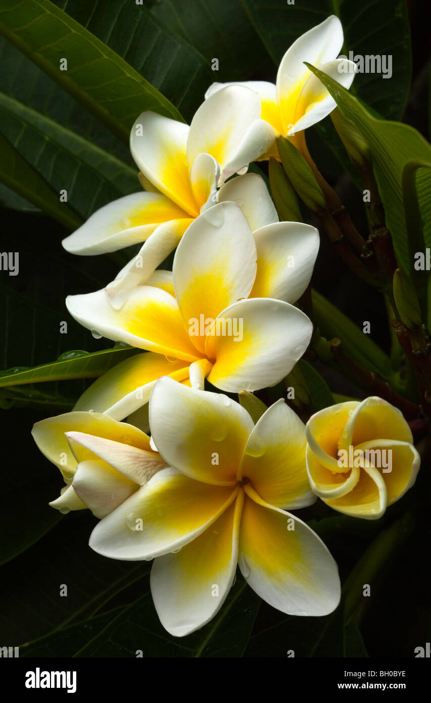 Frangipani-flower  Stockfoto
