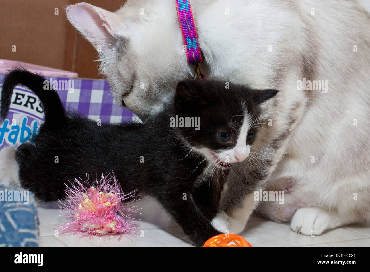 Eine Mutter-Katze Pflege ihr Kätzchen Stockfoto Eine Mutter-Katze Pflege ihr Kätzchen Stockfoto