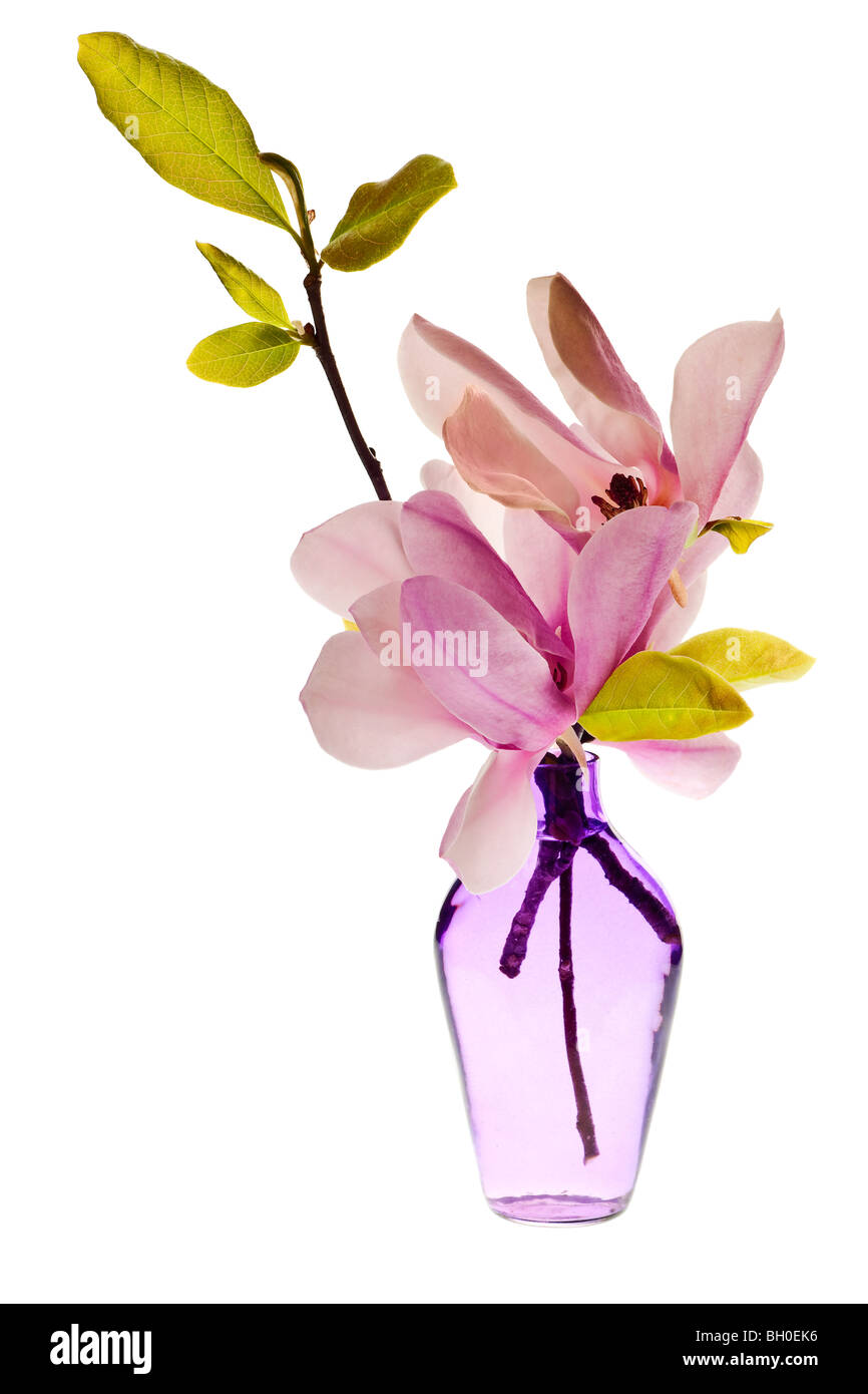 Jane Magnolienblüten in eine Vase mit rosa und weißen Blüten Stockfoto