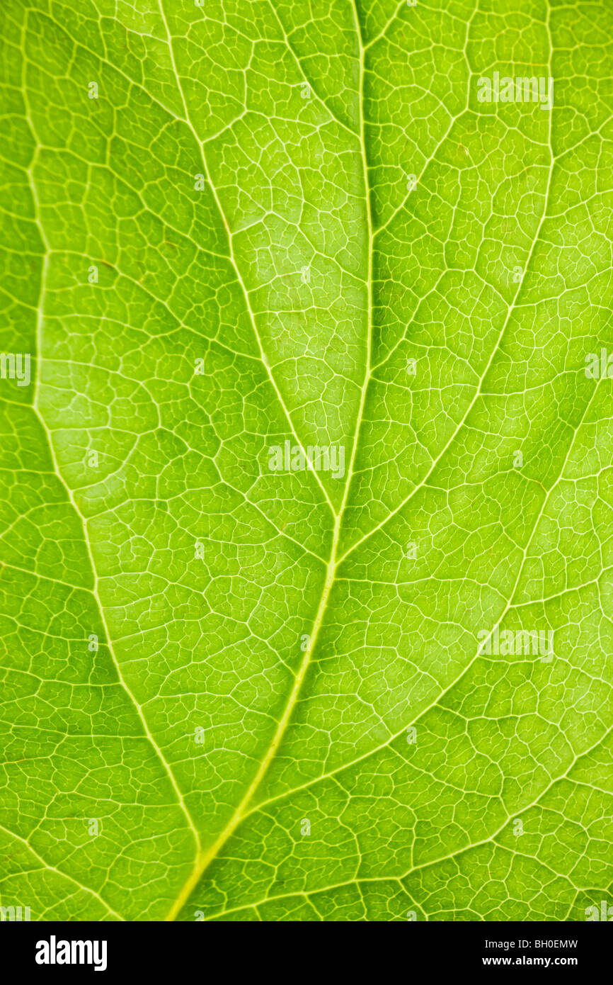 grünes Blatt mit Adern Makro Hintergrund oder Hintergrund Stockfoto