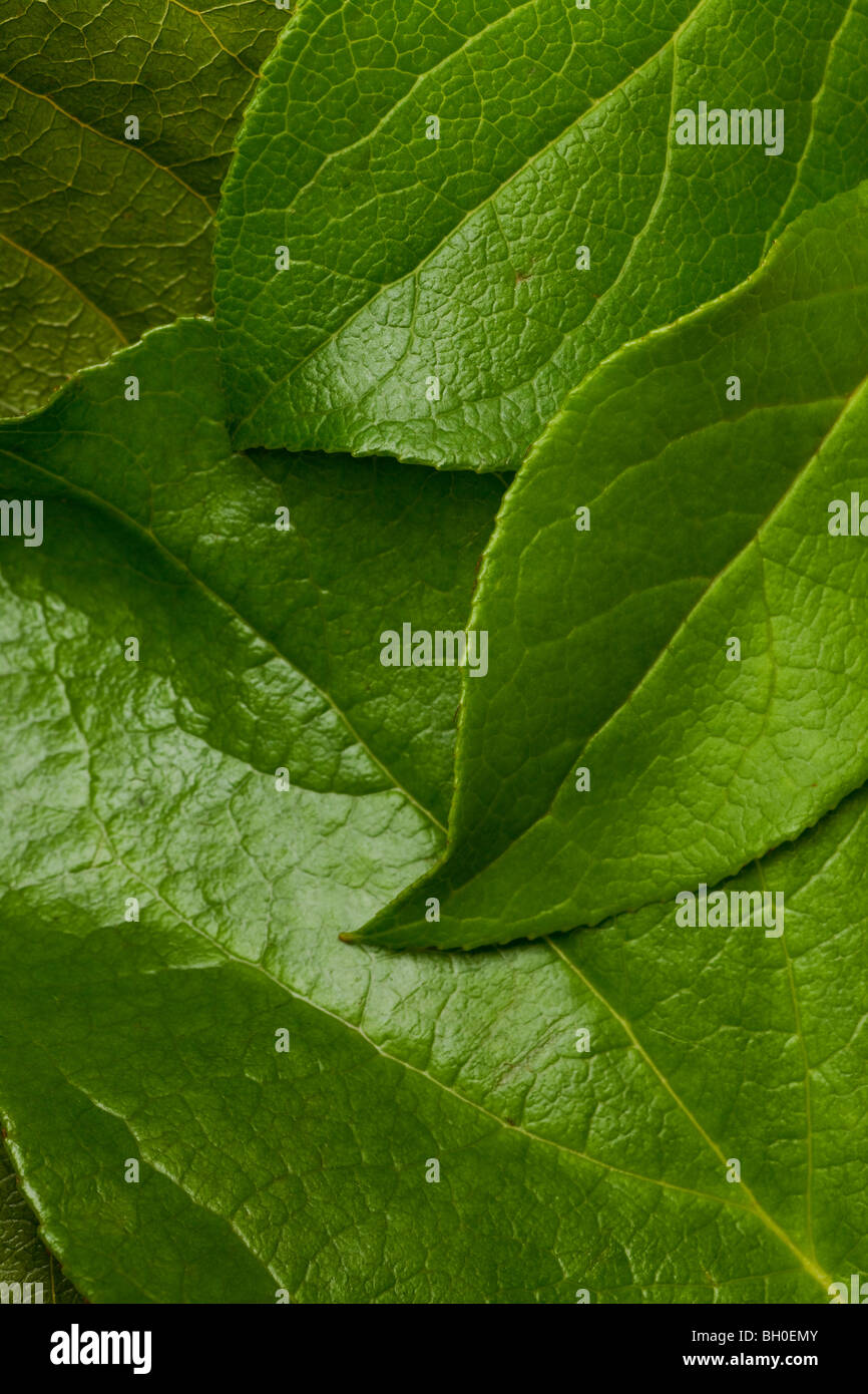 grünes Blatt mit Adern Makro Hintergrund oder Hintergrund Stockfoto