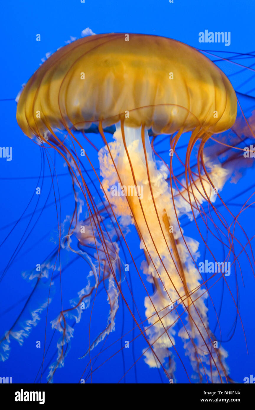Nahaufnahme einer Pazifischen Meer Brennnessel-Qualle im aquarium Stockfoto