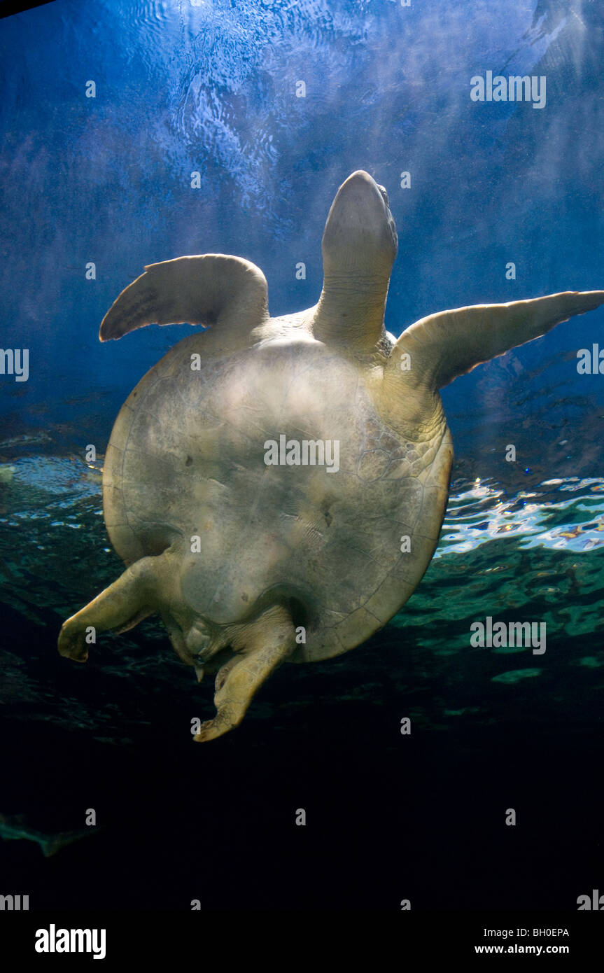 Grüne Meeresschildkröte schwimmen. Stockfoto