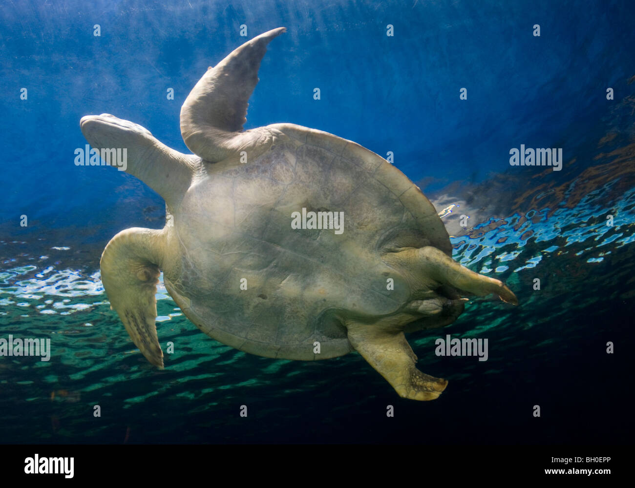 Grüne Meeresschildkröte schwimmen Stockfoto