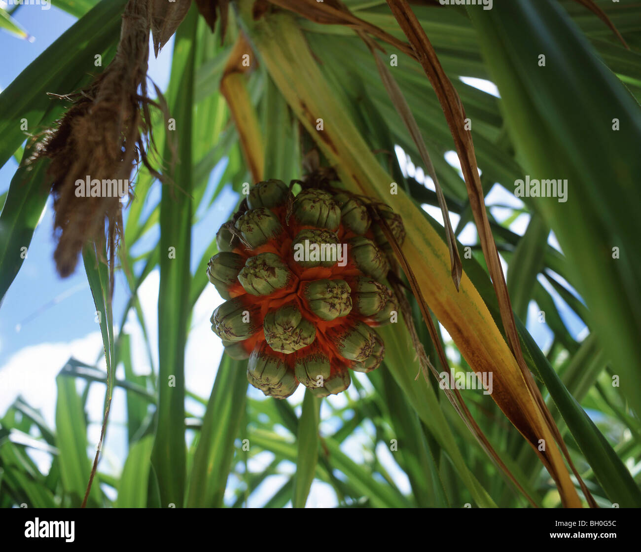 Schraube Kiefer tropische Frucht, Rarotonga, Cook-Inseln Stockfoto