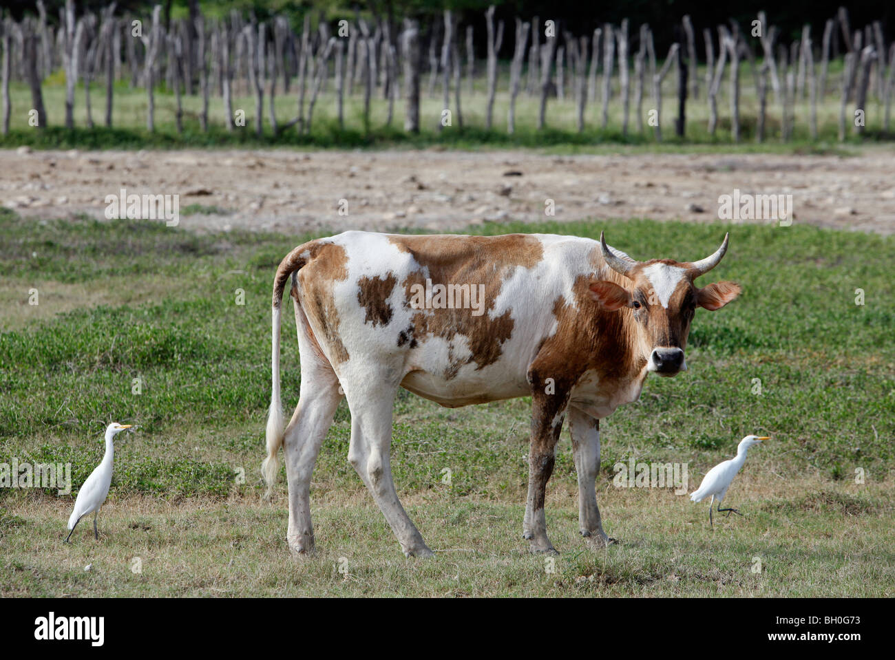 Kuh, Reiher, Feld, Dominikanische Republik Stockfoto