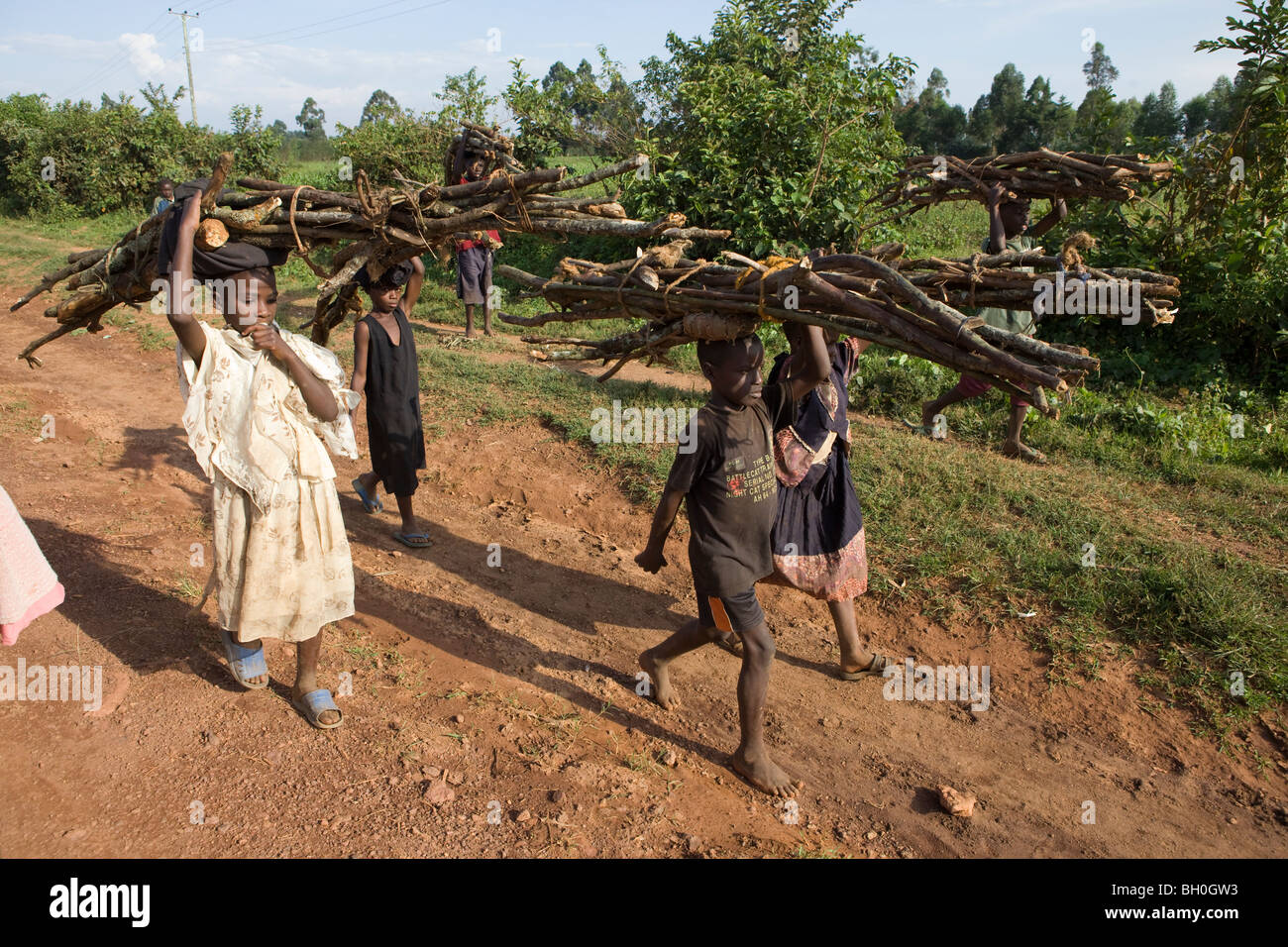 Kinder schleppen Brennholz aus der Kakamega Forest Reserve im Westen Kenias. Stockfoto