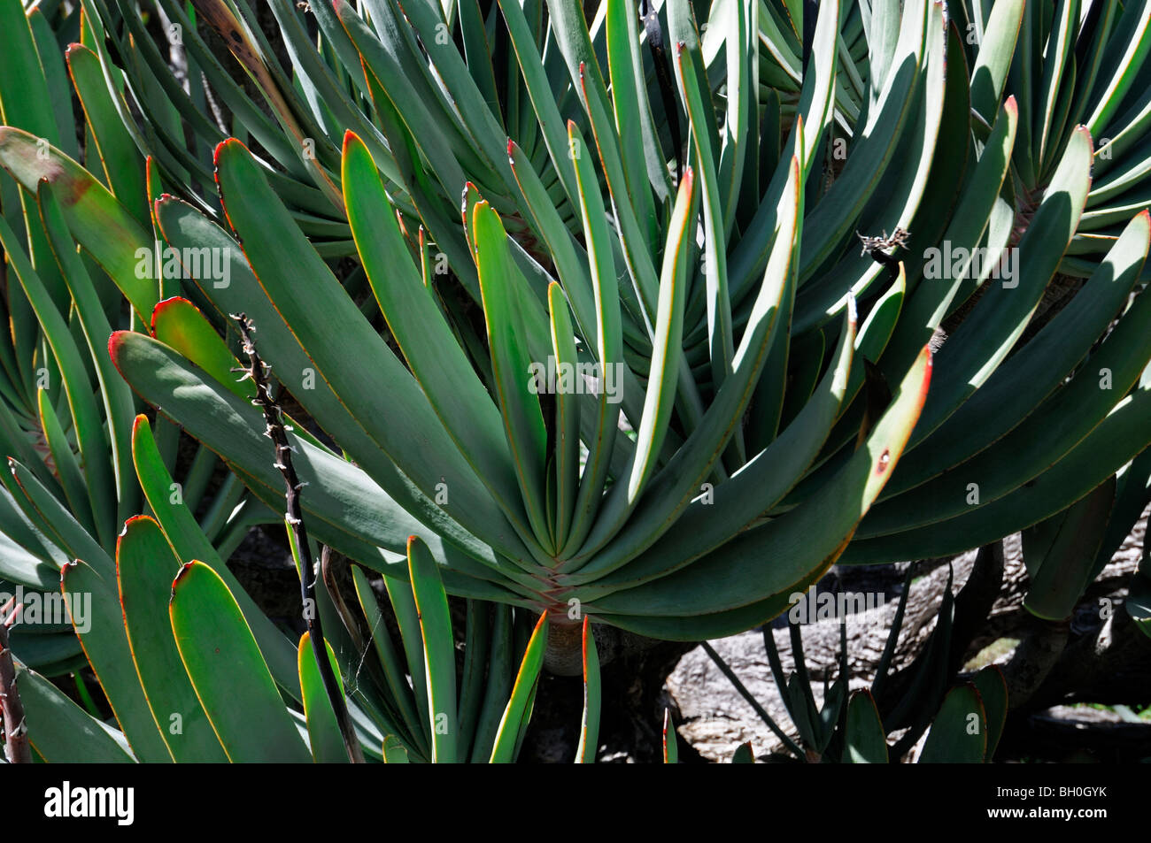 Fan Aloe oder Aloe Plicatilis ein Mitglied der Familie Reife Probe Liliaceae/Aloaceae Stockfoto