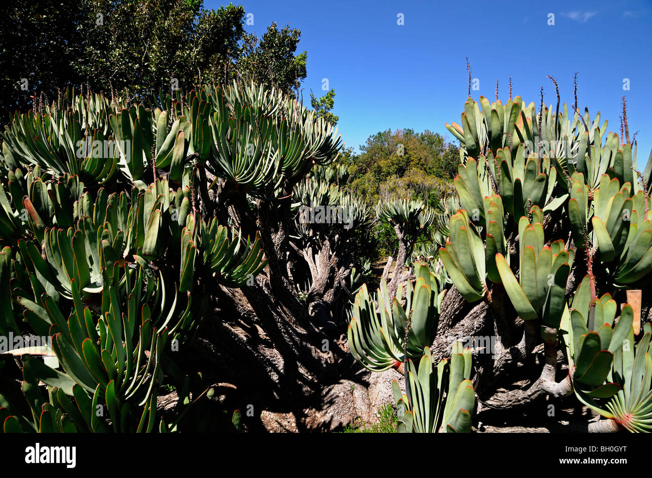 Fan Aloe oder Aloe Plicatilis ein Mitglied der Familie Reife Probe Liliaceae/Aloaceae Stockfoto
