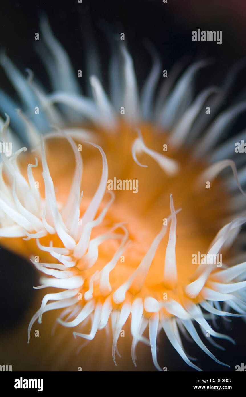 Anemone, Buff, Süd Austraia. Stockfoto