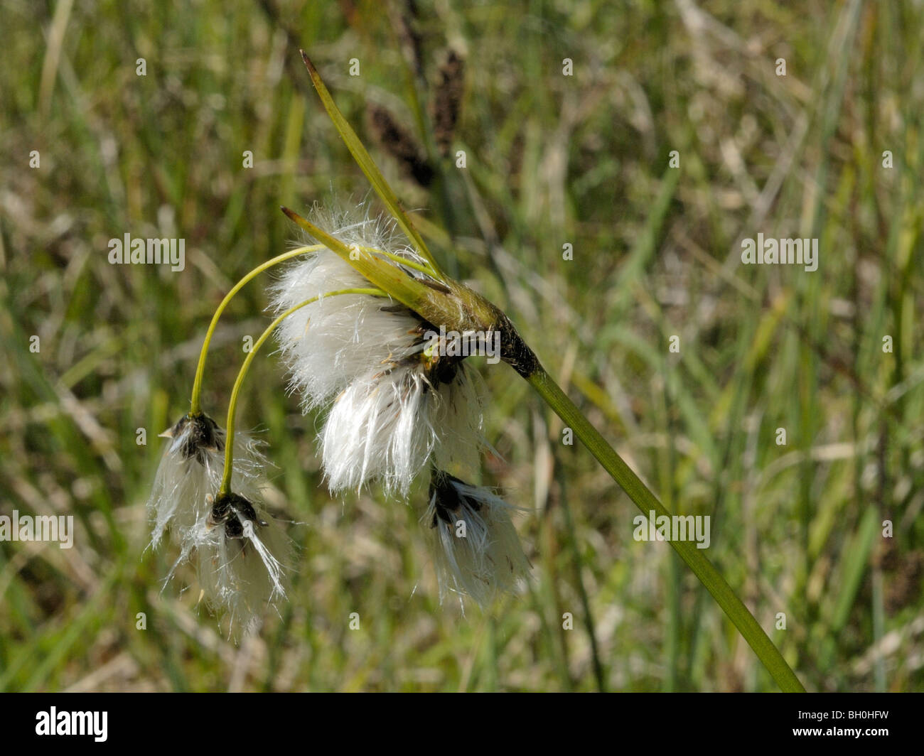 Breitblättrigen Wollgras, Wollgras latifolium Stockfoto