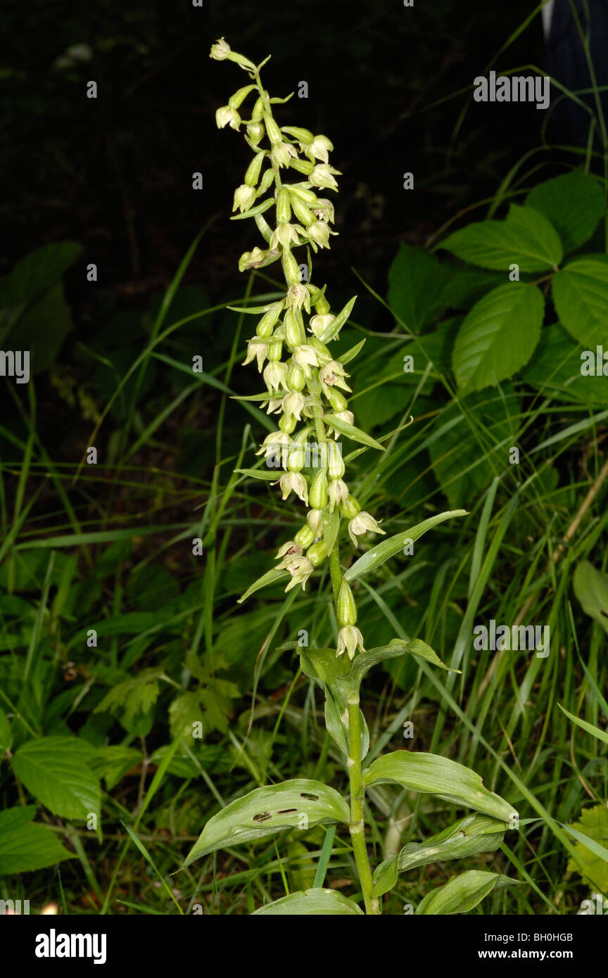 Grün-geblümten Helleborine, Epipactis phyllanthes Stockfoto