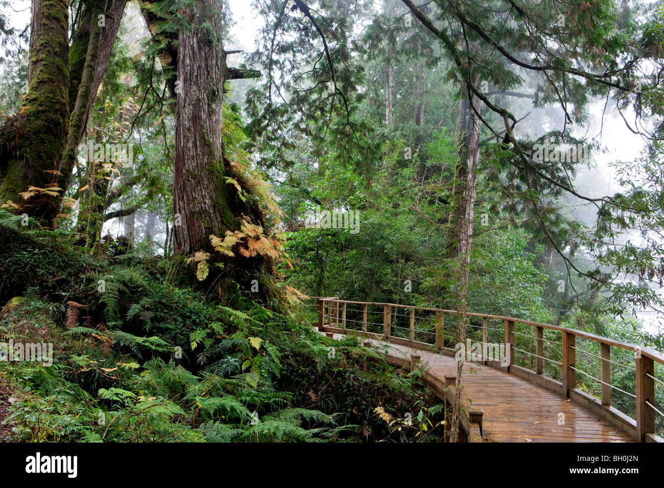 Steg und alten Bäumen im Regenwald im Morgennebel, göttliche Bäume am Ma-Kou Nature Reserve Park, Mingchih, Taiwan, Asien Stockfoto