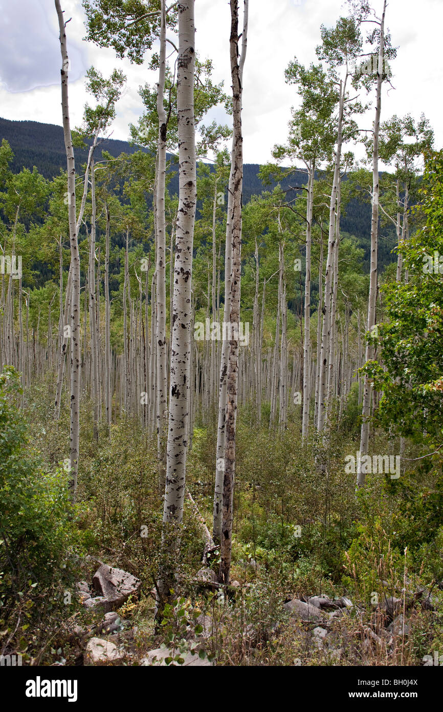 Wald, Bäume in Avon, Colorado Stockfoto