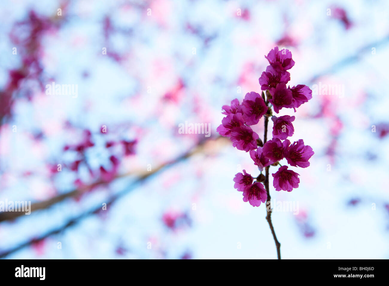 Violett blühende Stamm, Taiwan, Asien Stockfoto