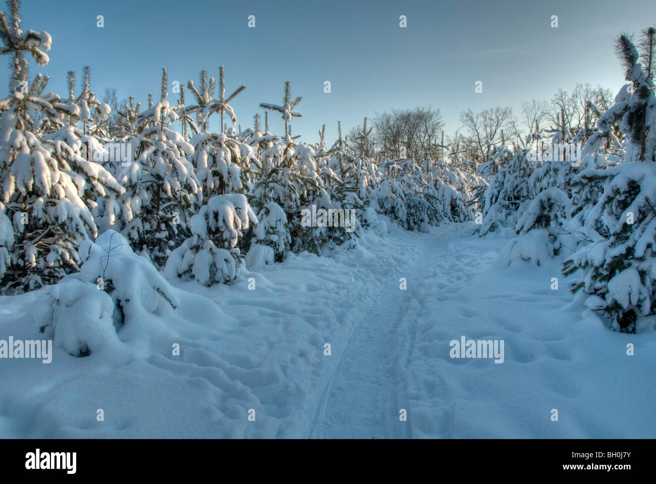 Winter-Szene Stockfoto