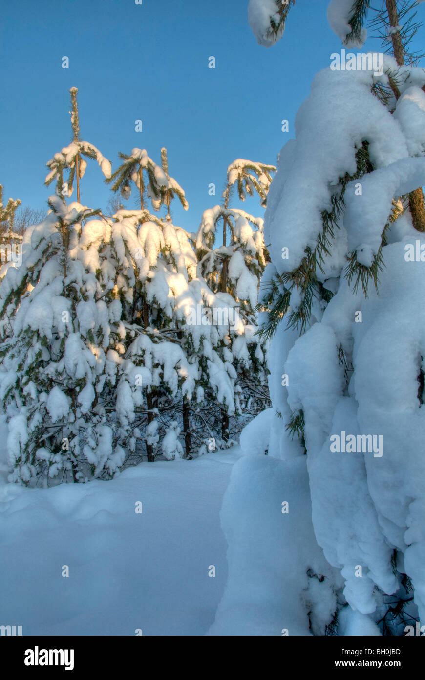 Winter-Szene Stockfoto