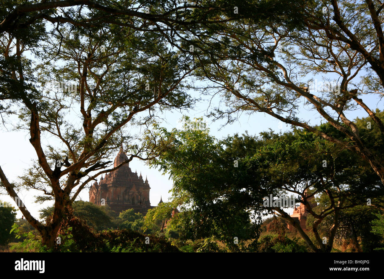 Blick durch die Bäume am Manuha Tempel, Bagan, Myanmar, Burma, Asien Stockfoto