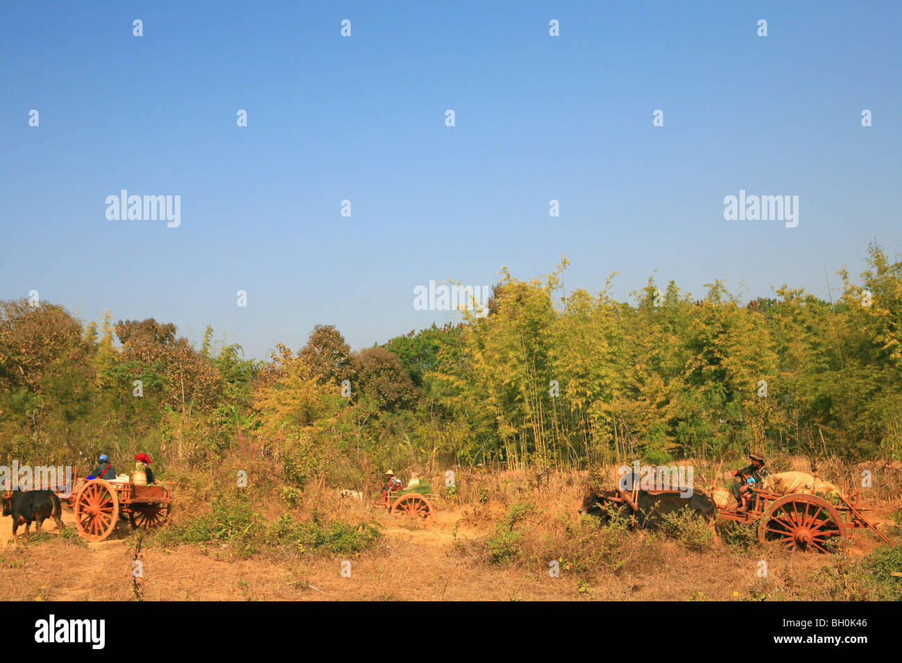 Leute aus Pa-O Berg Stamm auf Ochsenkarren, vorbei an einem Bambus Wald, Taung Tho Kyaung Shan State in Myanmar Burma, Asien Stockfoto