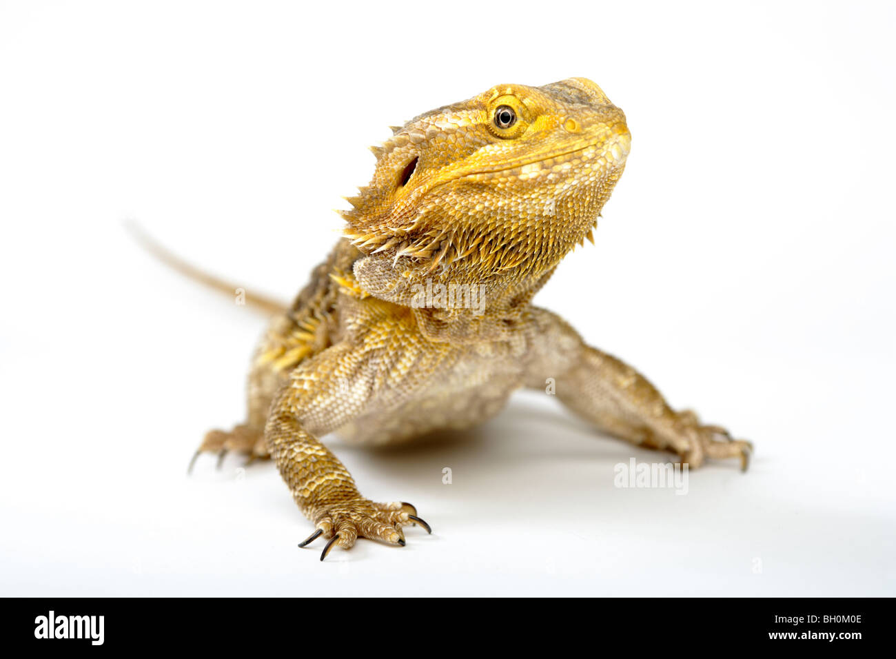 Ein bärtiger Drache auf weißem Hintergrund fotografiert. Stockfoto