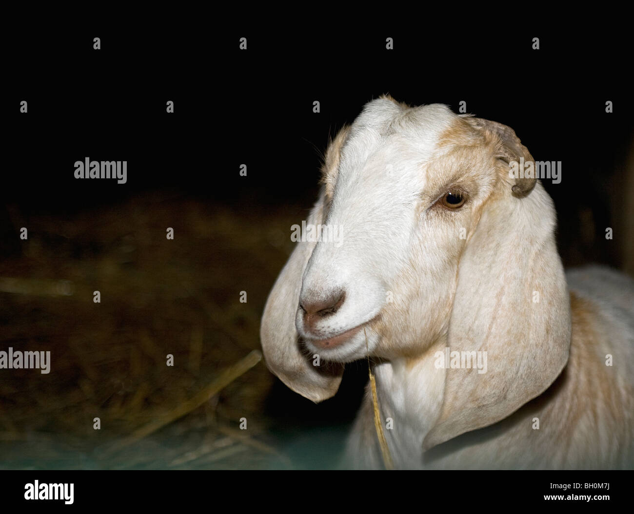 Porträt von einem inländischen Ziegenbock. Stockfoto