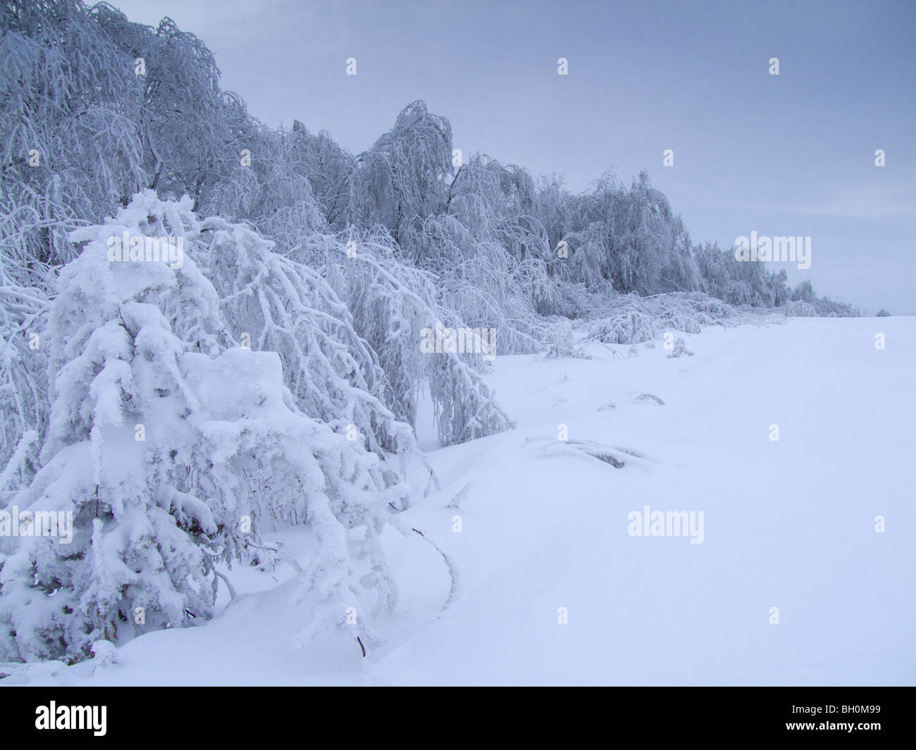 Extremwetter - Winter - Raureif und glasierten frost Stockfoto