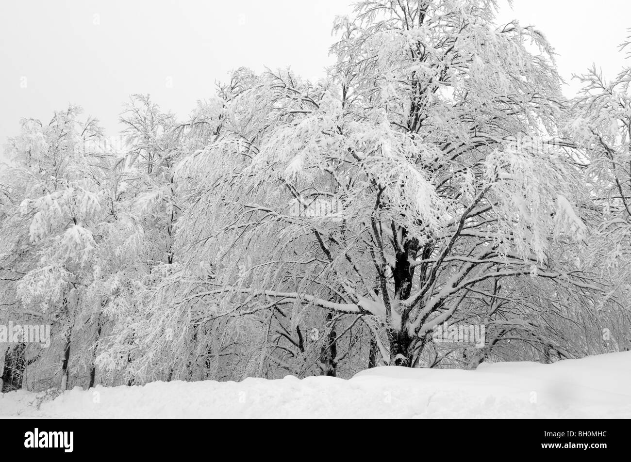 Bäume in Schnee bedeckt, Cevennen-Nationalpark, Gard, Südfrankreich Stockfoto