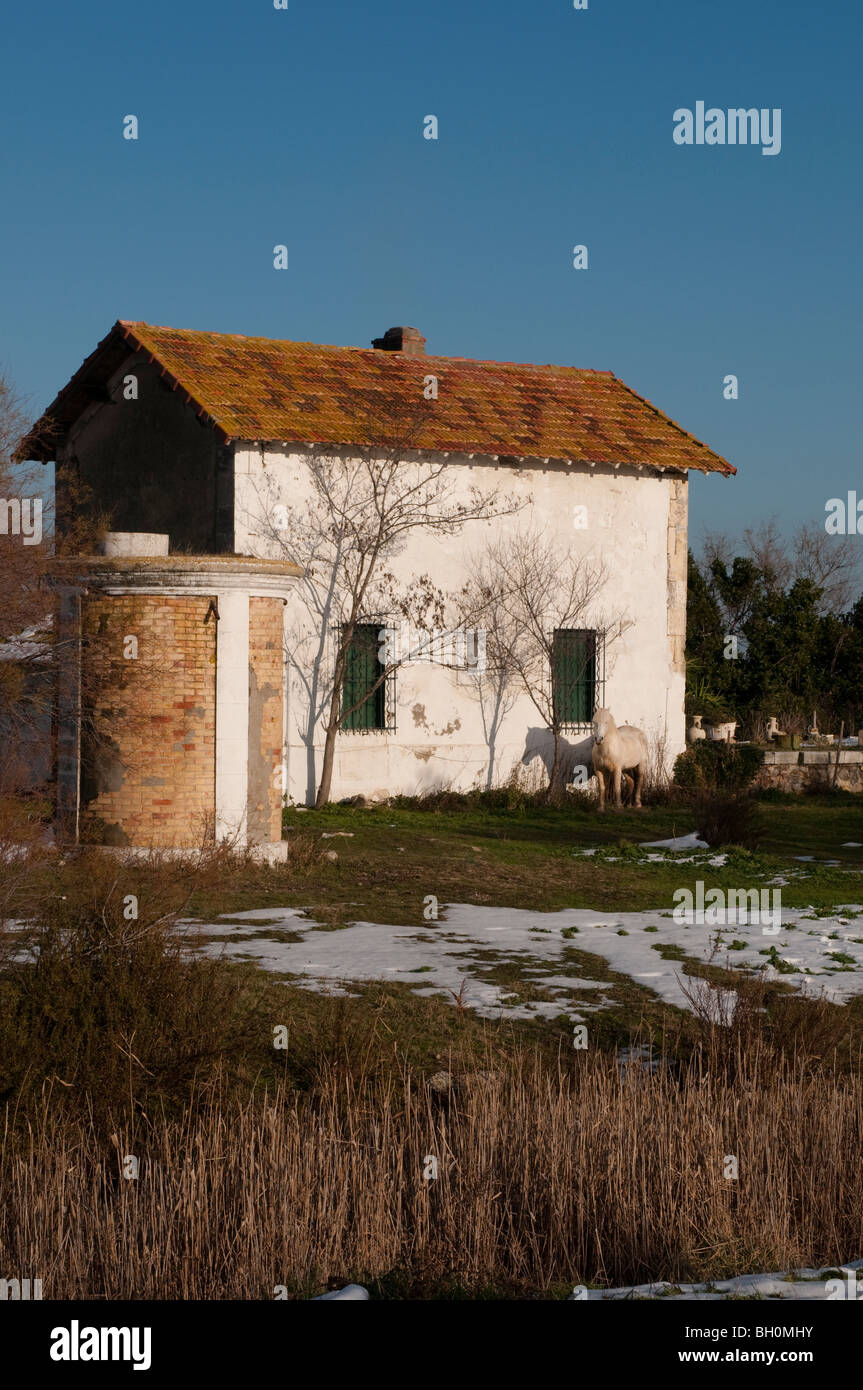 Weißes Pferd stand vor einem Bauernhof Haus, die Camargue, Südfrankreich Stockfoto