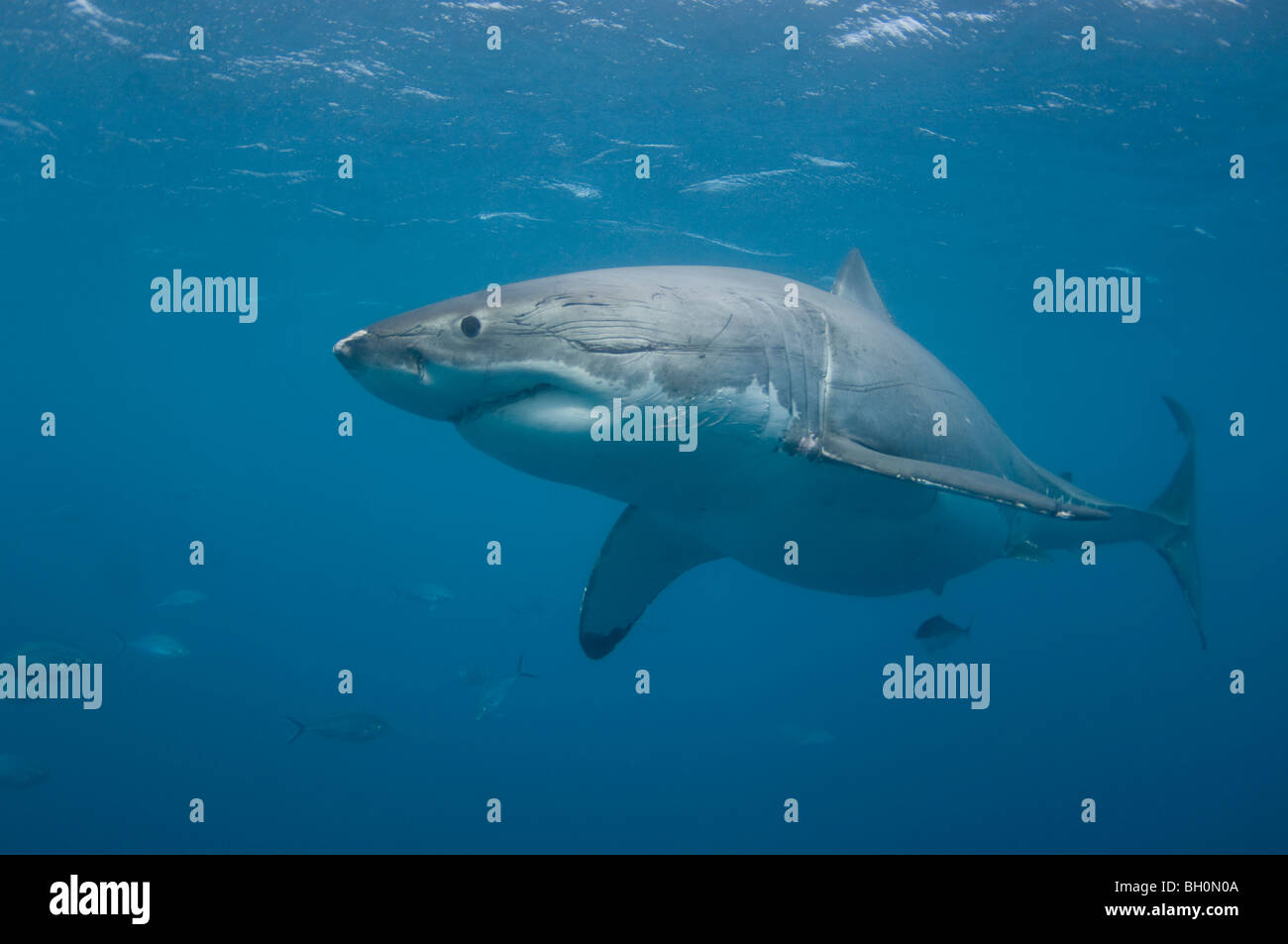 Der weiße Hai, Carcharodon Carcharias, Neptune Islands, South Australia, Australien. Stockfoto