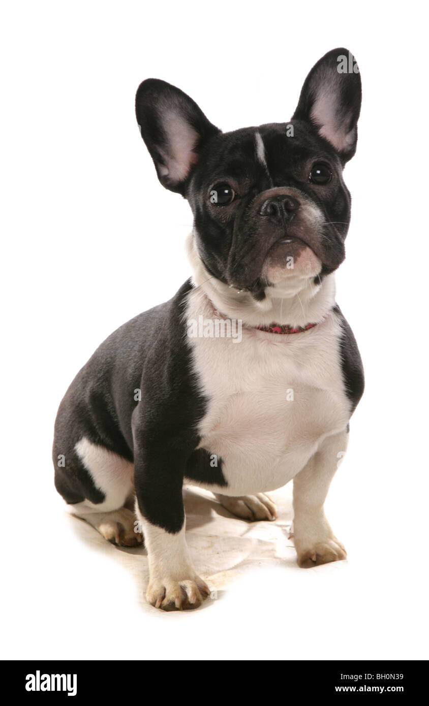 Boston Terrier einzelne junge Welpen-Hundesitting-Studio Stockfoto