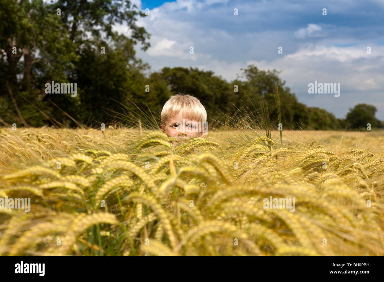 Nahaufnahme von Boy im Weizenfeld in Lincolnshire, England, GB Stockfoto