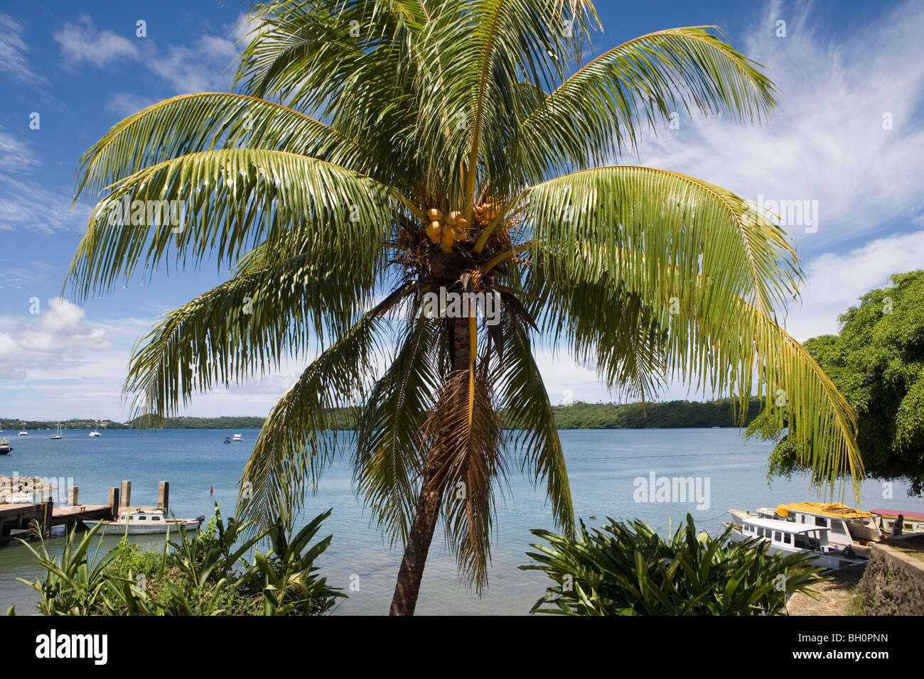 Palme und Hafen unter bewölktem Himmel, Neiafu, Vava'u-Inseln, Tonga, Südpazifik, Ozeanien Stockfoto