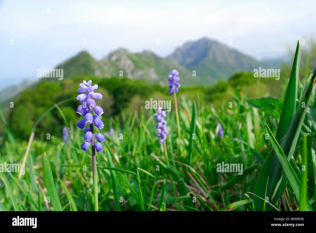 Wiese mit Traubenhyazinthen und Resegone di Lecco unscharf im Hintergrund, Resegone di Lecco See Como, Lago di Como, Lo Stockfoto