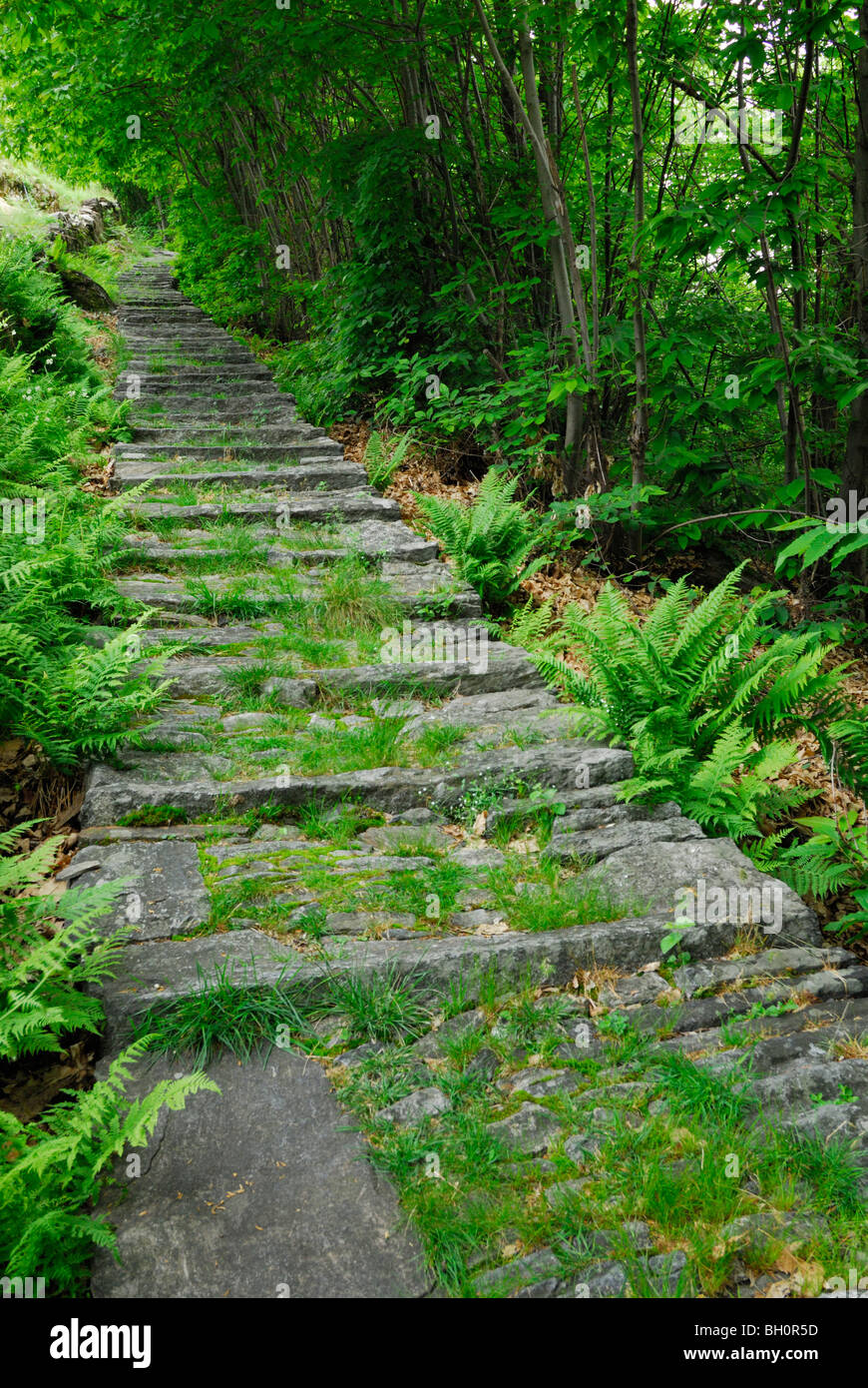 Pfad der Steinplatten begrenzt mit Farn führt durch Wald, Intragna, Centovalli, See Maggiore, Lago Maggiore, Ticino, Ausrüstu Stockfoto