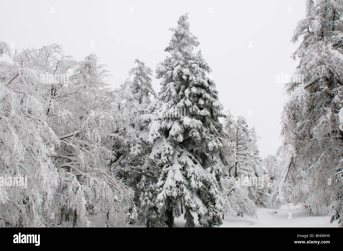 Cevennen Nationalpark in Schnee, Gard, Südfrankreich Stockfoto