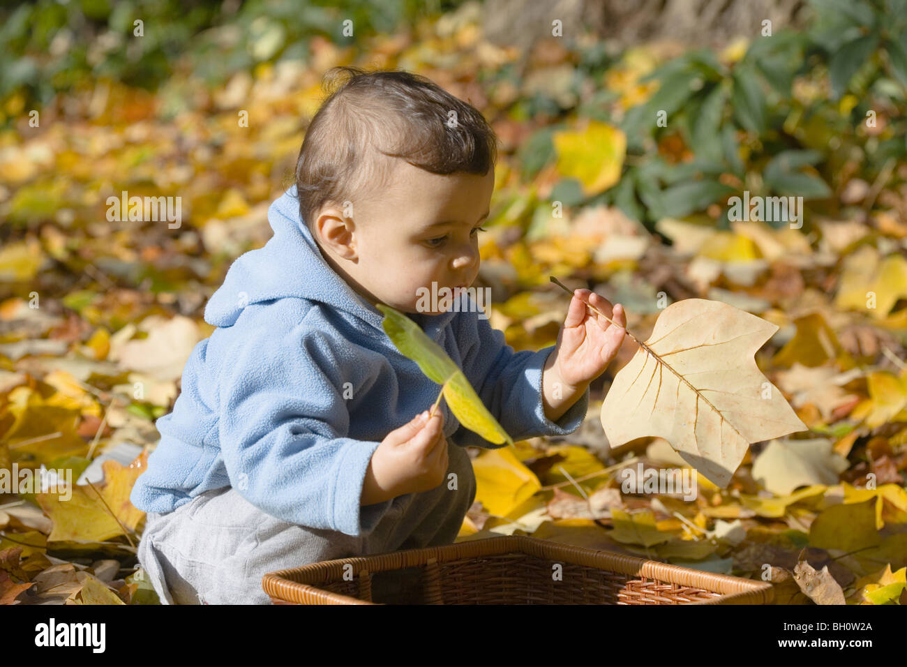 Kind spielt mit Herbstlaub, Muenchen, Bayern, Deutschland Stockfoto