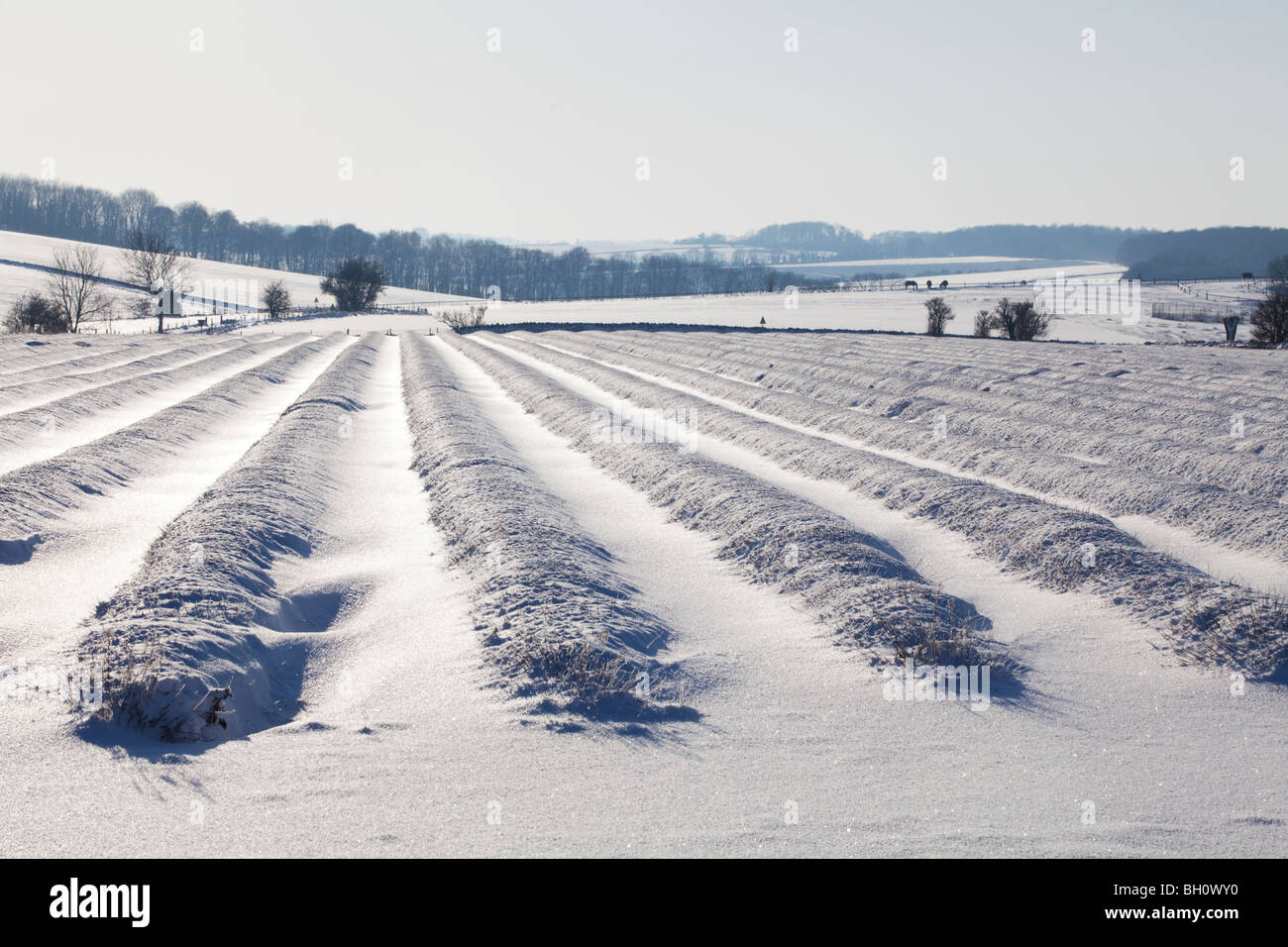 Ein Lavendelfeld schneebedeckt in Snowshill, Gloucestershire Stockfoto