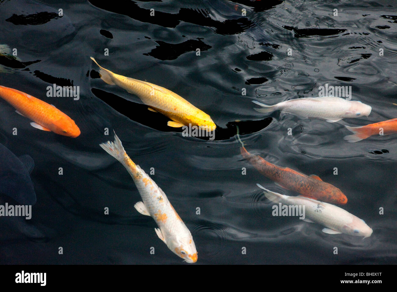 Koi fische im teich Stockfotos und bilder Kaufen Seite 3 Alamy