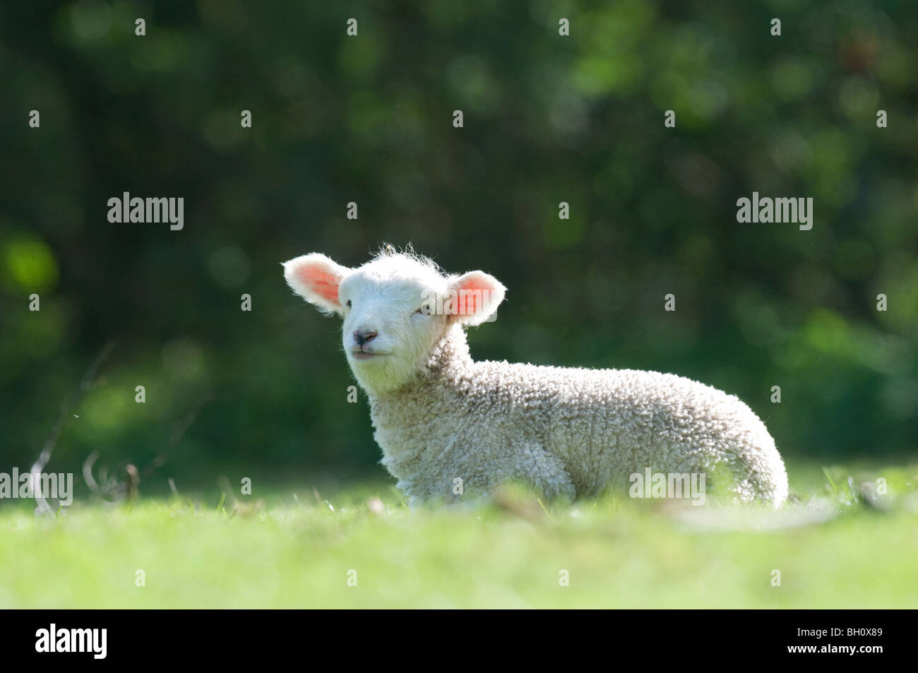 Romney Schafe Lamm, Kent, England Stockfoto