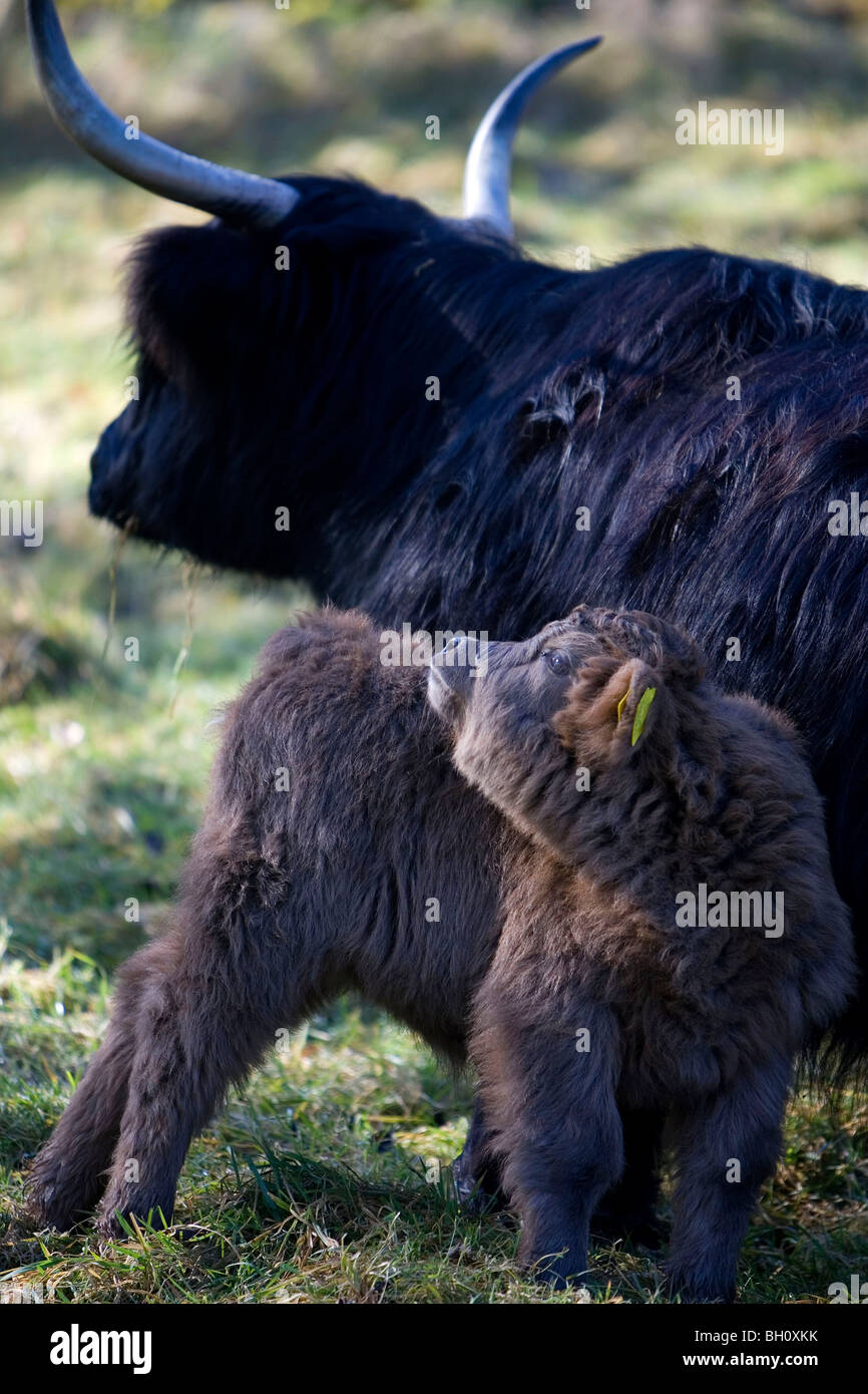 Aberdeen Angus Kalb und Mutter, Derbyshire, England Stockfoto