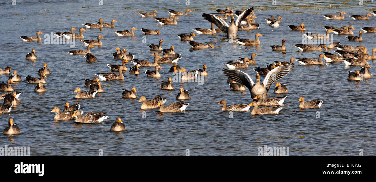 Eine Herde von Kanadagänse auf dem Wasser am Loch Flotte im Osten Sutherland, Schottland, Vereinigtes Königreich Stockfoto